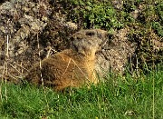 16 Bella marmotta allo zoom